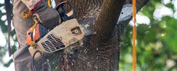 How Our Tree Care Process Works  in  Grant, AL
